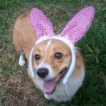 Eco - Paws Pet Care & Services - Had vacation on Easter weekend. Got this cute text on Sunday. :) - Pet Sitting Near Me - Austin, Texas Eco - Paws Pet Care & Services - Had vacation on Easter weekend. Got this cute text on Sunday. :) - Pet Sitting Near Me - Austin, Texas