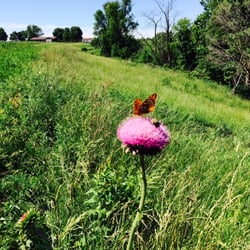 Jo Daviess Conservation Foundation - Bee and Butterfly having lunch