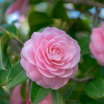 PennGreen Landscape & Design - Camellia - Landscaping Near Me PennGreen Landscape & Design - Camellia - Landscaping Near Me