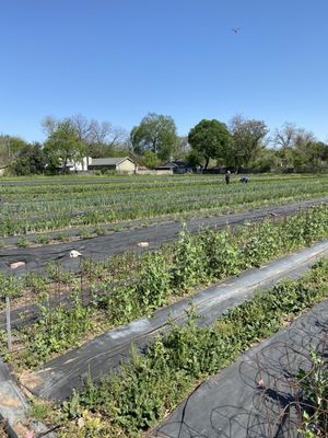 Boggy Creek Farm by null