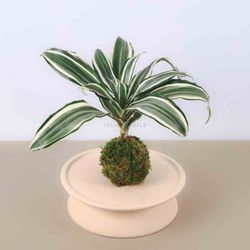 Foliage World - Kokedama