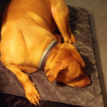Big Lots - Simba and his new Serta orthopedic bed, $35. Much cheaper here than a pet store! I think he approves:) - Discount Store Near Me - Wheelersburg, Ohio Big Lots - Simba and his new Serta orthopedic bed, $35. Much cheaper here than a pet store! I think he approves:) - Discount Store Near Me - Wheelersburg, Ohio