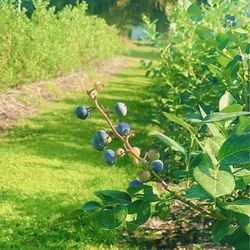Back Road Berries - In a world full of berries...I choose blueberries.