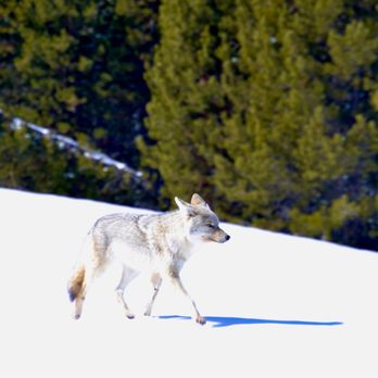 Scenic Safaris - Coyote - Tours Near Me - Jackson, Wyoming Scenic Safaris - Coyote - Tours Near Me - Jackson, Wyoming