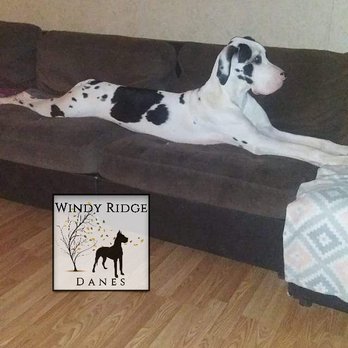 Windy Ridge Danes - One of our pups at 13 mos - Pet Breeders Near Me