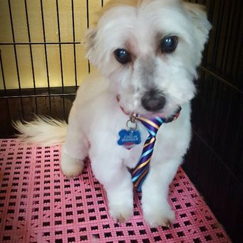 Place Four Paws - Pet Groomers Near Me - Huntington, New York