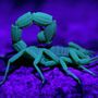 Photo of Orange Pest Control