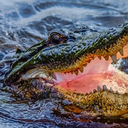 Pearl River Swamp Tours