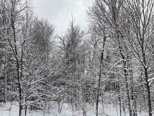 Snowmobile Vermont - Killington•Okemo Mountain Tour by null