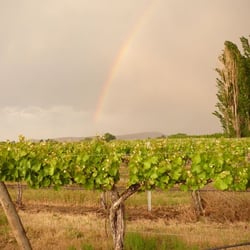 Sleeping Dog Wines - Rainbow over Buoy VIneyard