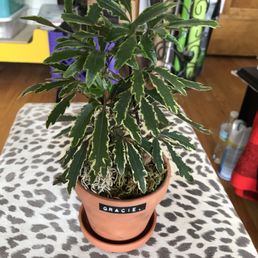 Picked up a new plant buddy! Bonus!! They let you name it and label it for you! Nice!