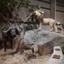 Action Wildlife Foundation