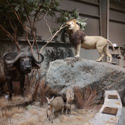 Action Wildlife Foundation