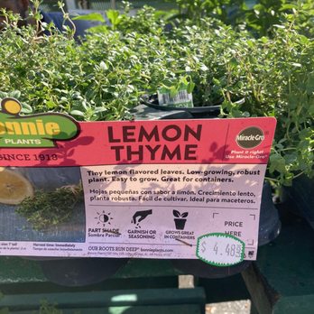 Lowe's Home Improvement - I look forward to using fresh thyme in my 2022 cooking! - Hardware Stores Near Me - Tampa, Florida Lowe's Home Improvement - I look forward to using fresh thyme in my 2022 cooking! - Hardware Stores Near Me - Tampa, Florida