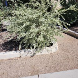 Mortellaro's Nursery Inc - Variegated Privet, 15 gallon