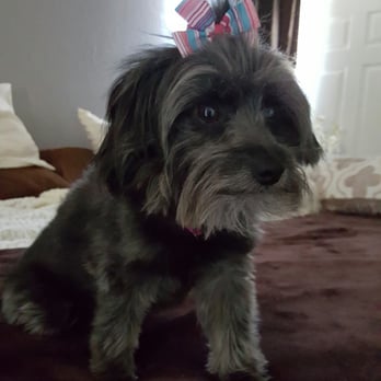 PetSmart - Mia hating me after putting a cute bow from Petsmart in her hair! :) - Pet Training Near Me - Bossier City, Louisiana