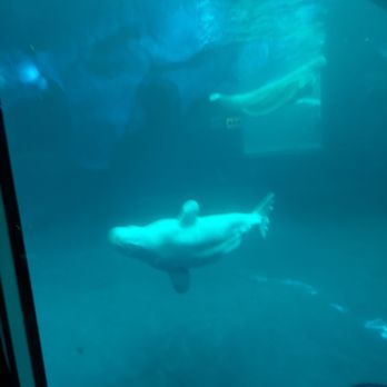 Shedd Aquarium - Beluga whales - Aquariums Near Me - Chicago, Illinois