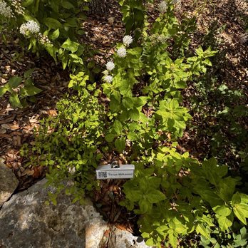 Cibolo Nature Center - Summer Camps Near Me - Boerne, Texas Cibolo Nature Center - Summer Camps Near Me - Boerne, Texas