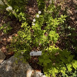 Cibolo Nature Center