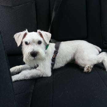 Groomingdale's - Pet Groomers Near Me - Norfolk, Virginia