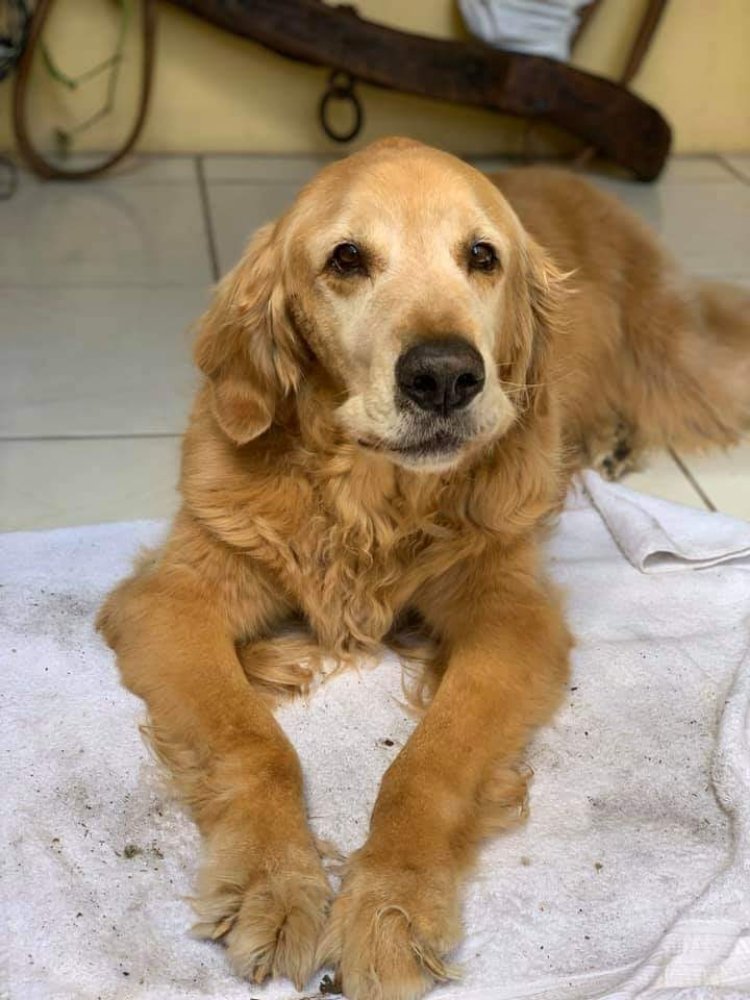 Island Veterinary Hospital Image