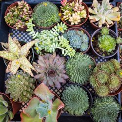 Feel Good Planters