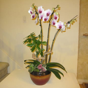 Rose Depot - Orchid arrangement - Florists Near Me - Torrance, California Rose Depot - Orchid arrangement - Florists Near Me - Torrance, California