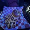 Hank's Honky Tonk gift card