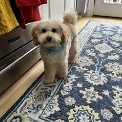 Dog Village Salon