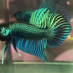 April's Aquarium