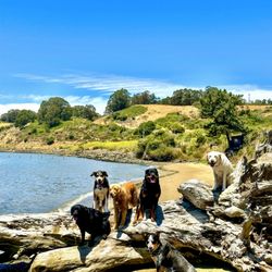 K9 Wild Adventures