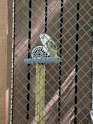 Carolina Raptor Center by null