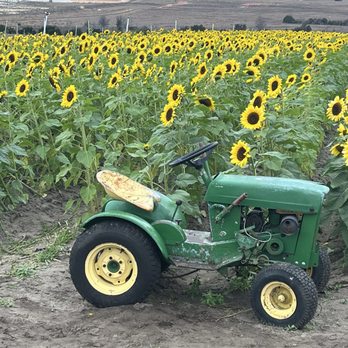 Southern Hill Farms - Sunflower field - Fruits & Veggies Near Me - Clermont, Florida Southern Hill Farms - Sunflower field - Fruits & Veggies Near Me - Clermont, Florida