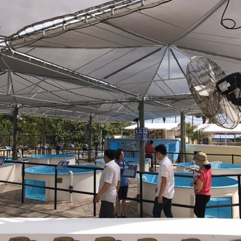 Loggerhead Marinelife Center - More of the tanks - Community Service/Non-Profit Near Me - Juno Beach, Florida Loggerhead Marinelife Center - More of the tanks - Community Service/Non-Profit Near Me - Juno Beach, Florida