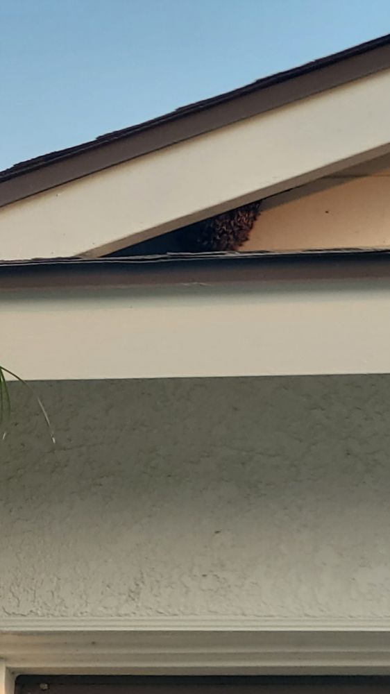 PRO PACIFIC PEST CONTROL Updated September 2024 44 Photos & 263