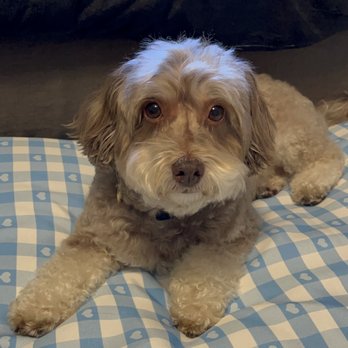 Lucky Paws Mobile Pet Grooming - Post grooming :) - Pet Groomers Near Me