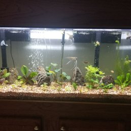 Plants, rocks, and fish from CAUSEWAY PETS. Plants, rocks, and fish from CAUSEWAY PETS.