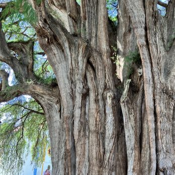 Árbol del Tule - Landmarks & Historical Buildings Near Me - Santa María El Tule, OAX