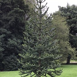 Monkey Puzzle Tree.