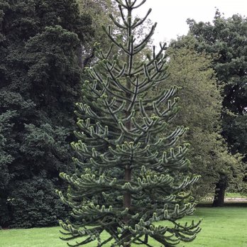 Royal Botanic Garden Edinburgh - Monkey Puzzle Tree. - Botanical Gardens Near Me - Edinburgh, EDH