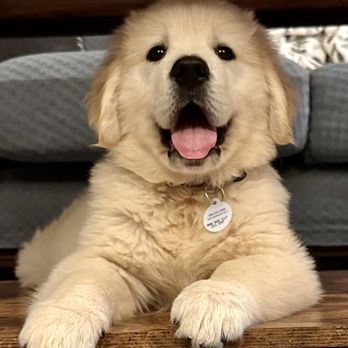 Blessed Goldens - Pet Adoption Near Me