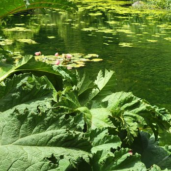 Lily Pond - Lily Pond - Parks Near Me - San Francisco, California Lily Pond - Lily Pond - Parks Near Me - San Francisco, California