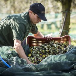 Redoro Frantoi Veneti - La Raccolta delle Olive
