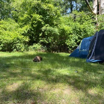 Burlingame State Park Campground - Happy dog in the shady grass & taking a happy dog nap after swimming all morning (site 636) - Campgrounds Near Me - Charlestown, Rhode Island Burlingame State Park Campground - Happy dog in the shady grass & taking a happy dog nap after swimming all morning (site 636) - Campgrounds Near Me - Charlestown, Rhode Island