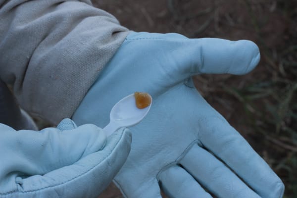 Two Hives Honey by null Two Hives Honey by null