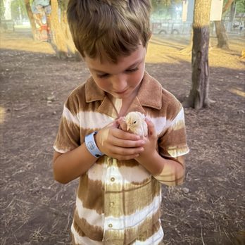 Sweet Eats Adventure Farm - duckling - Attraction Farms Near Me - Georgetown, Texas