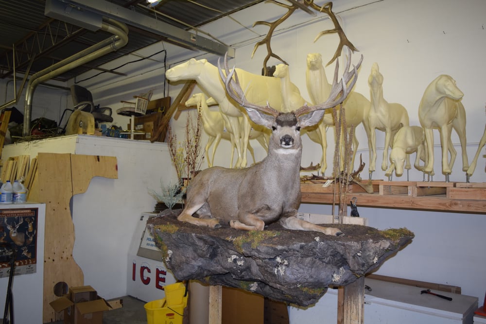 Ram Taxidermy - taxidermy in Golden, CO