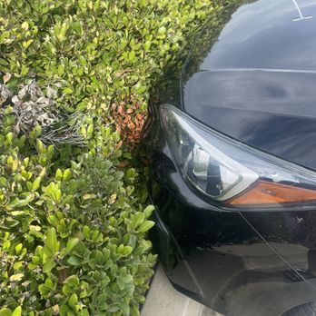 Pep Boys - Car pulled forward into bush after service - Auto Repair Near Me - Aliso Viejo, California Pep Boys - Car pulled forward into bush after service - Auto Repair Near Me - Aliso Viejo, California
