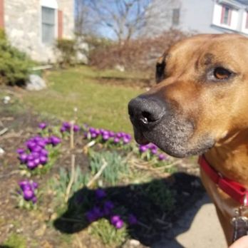 Sunny's Way Pet Services - Pet Sitting Near Me Sunny's Way Pet Services - Pet Sitting Near Me