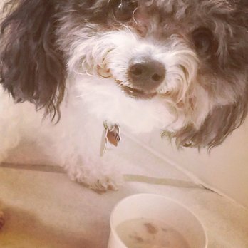 Nuberri - The Pupcup is a winner!! So sweet they offer treats for the pups - Ice Cream & Frozen Yogurt Near Me - Tallahassee, Florida